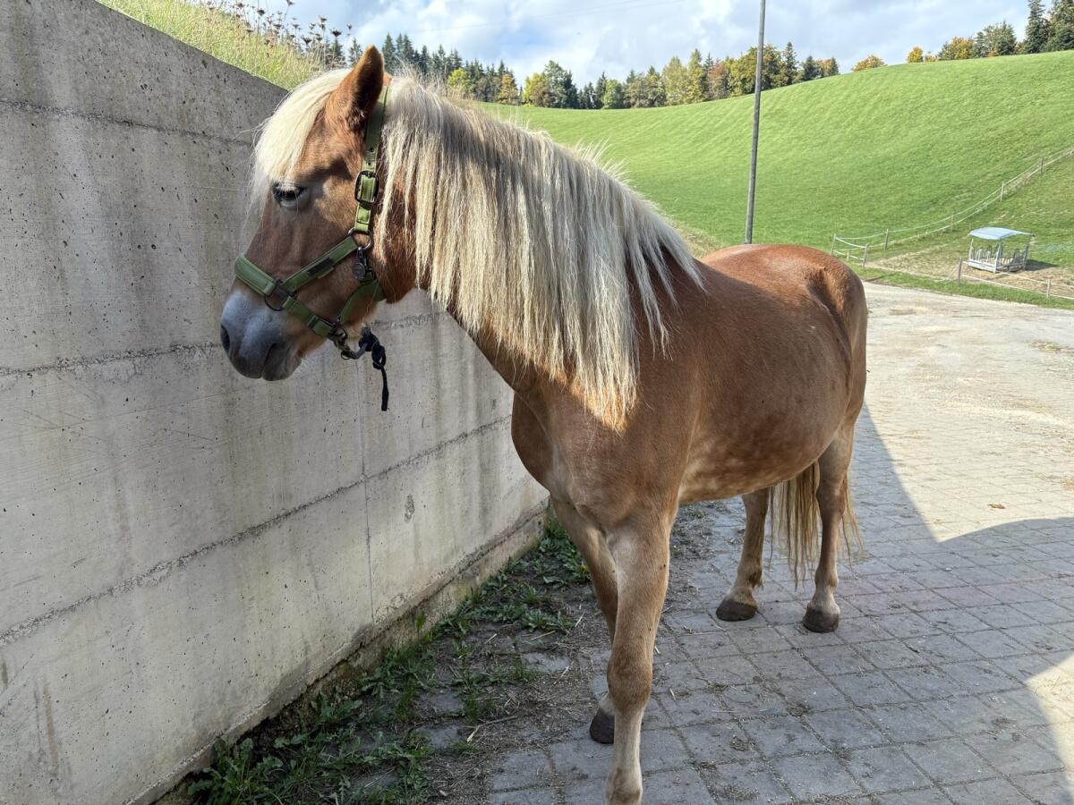 Haflinger Stute 3