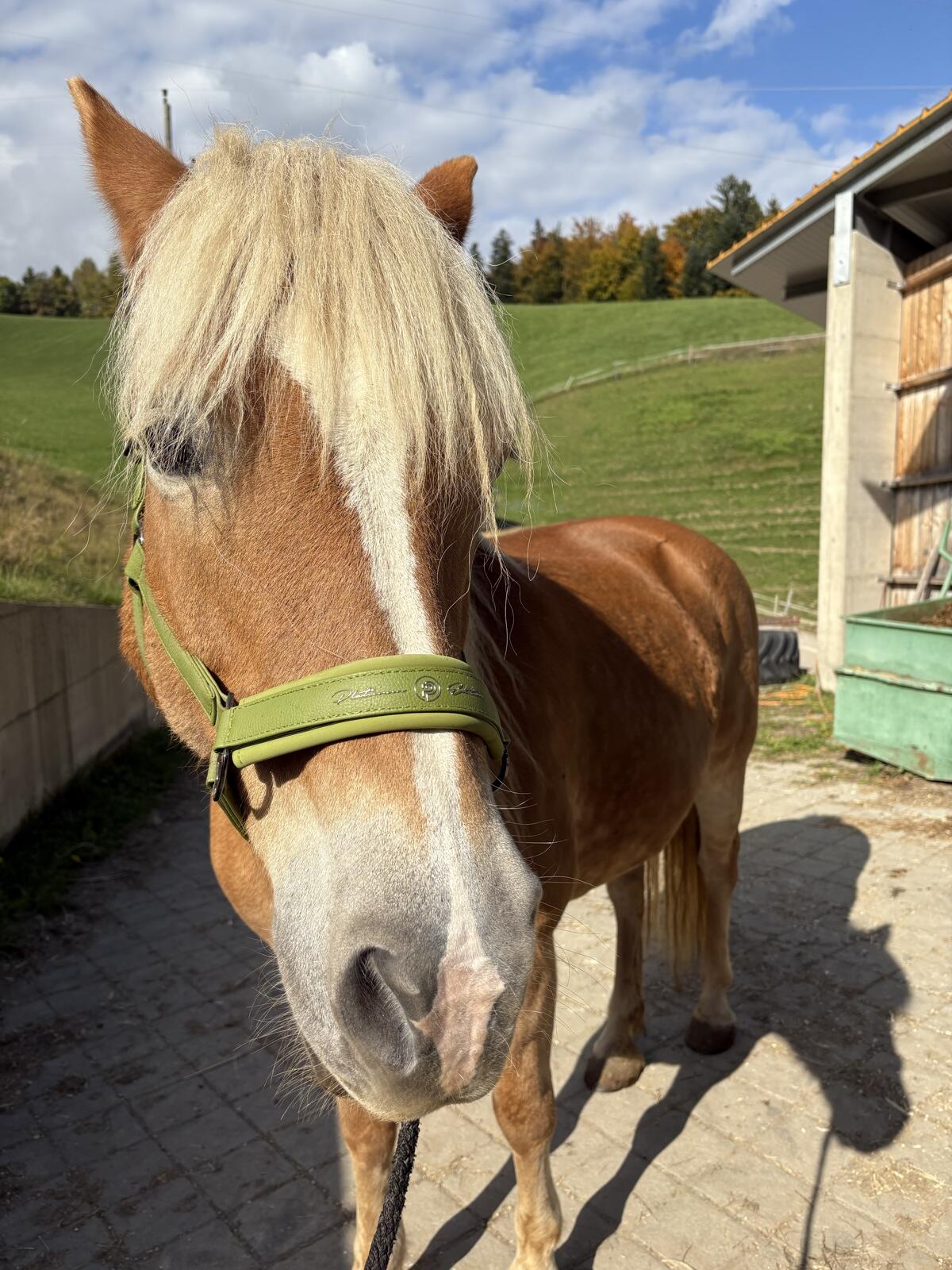 Haflinger Stute 2