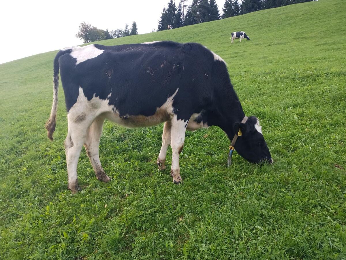 Bio Holstein Zuchtkalbinnen hornlos 2