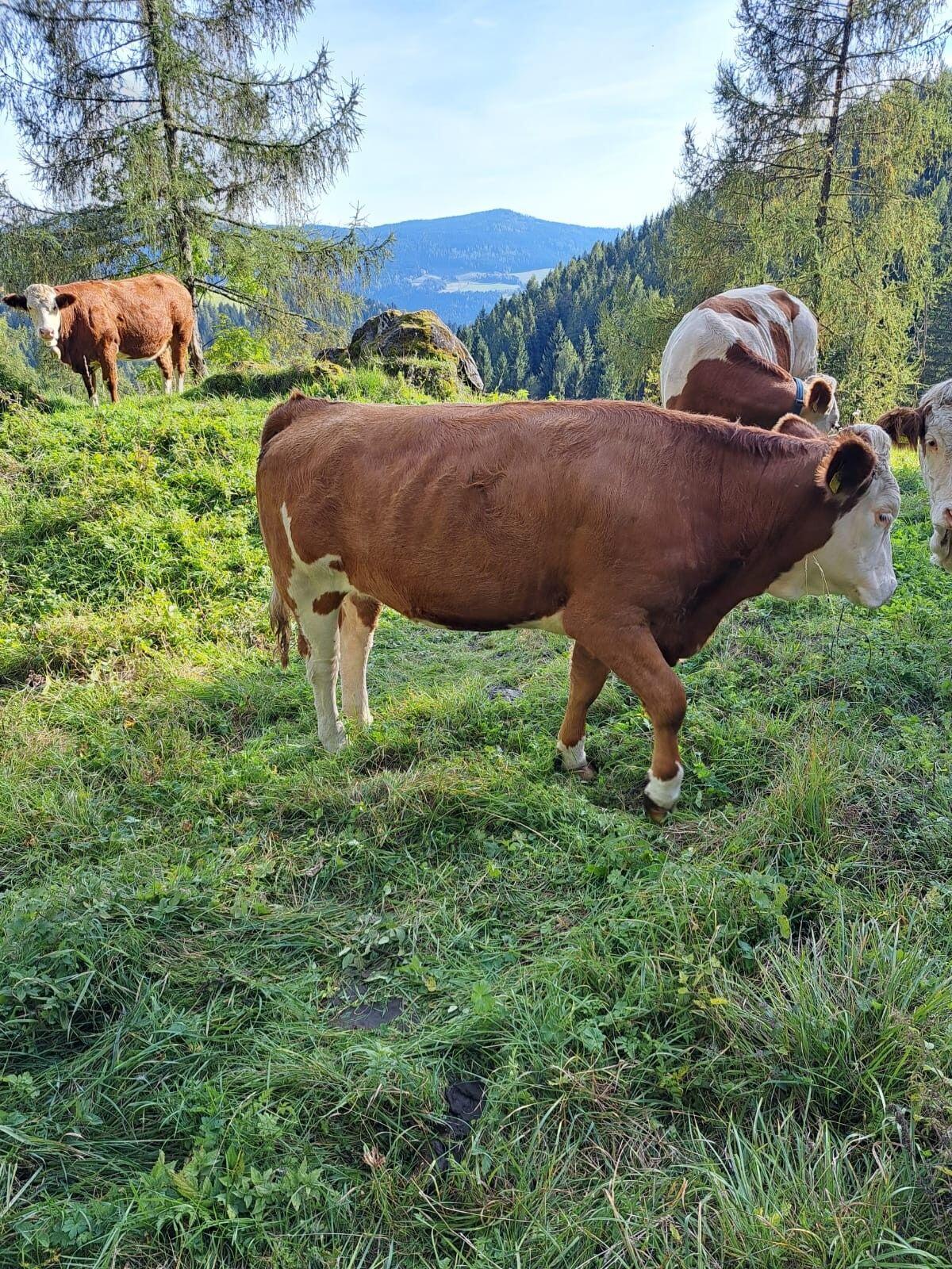 2 trächtige Bio Zuchtkalbinnen 3