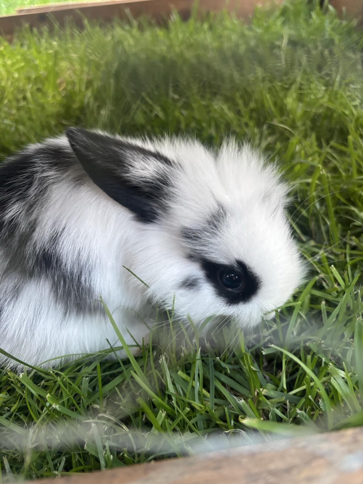 Zwei männliche Zwerghasen 3