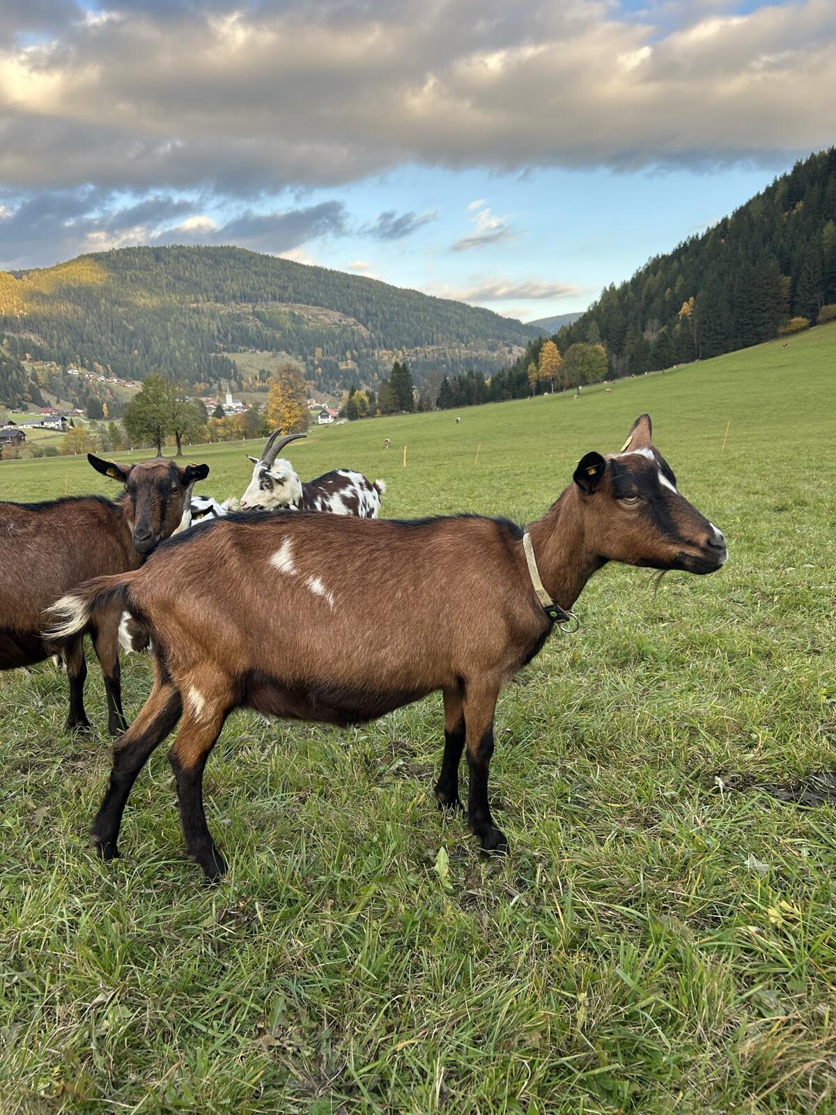Steirische Schecken 2