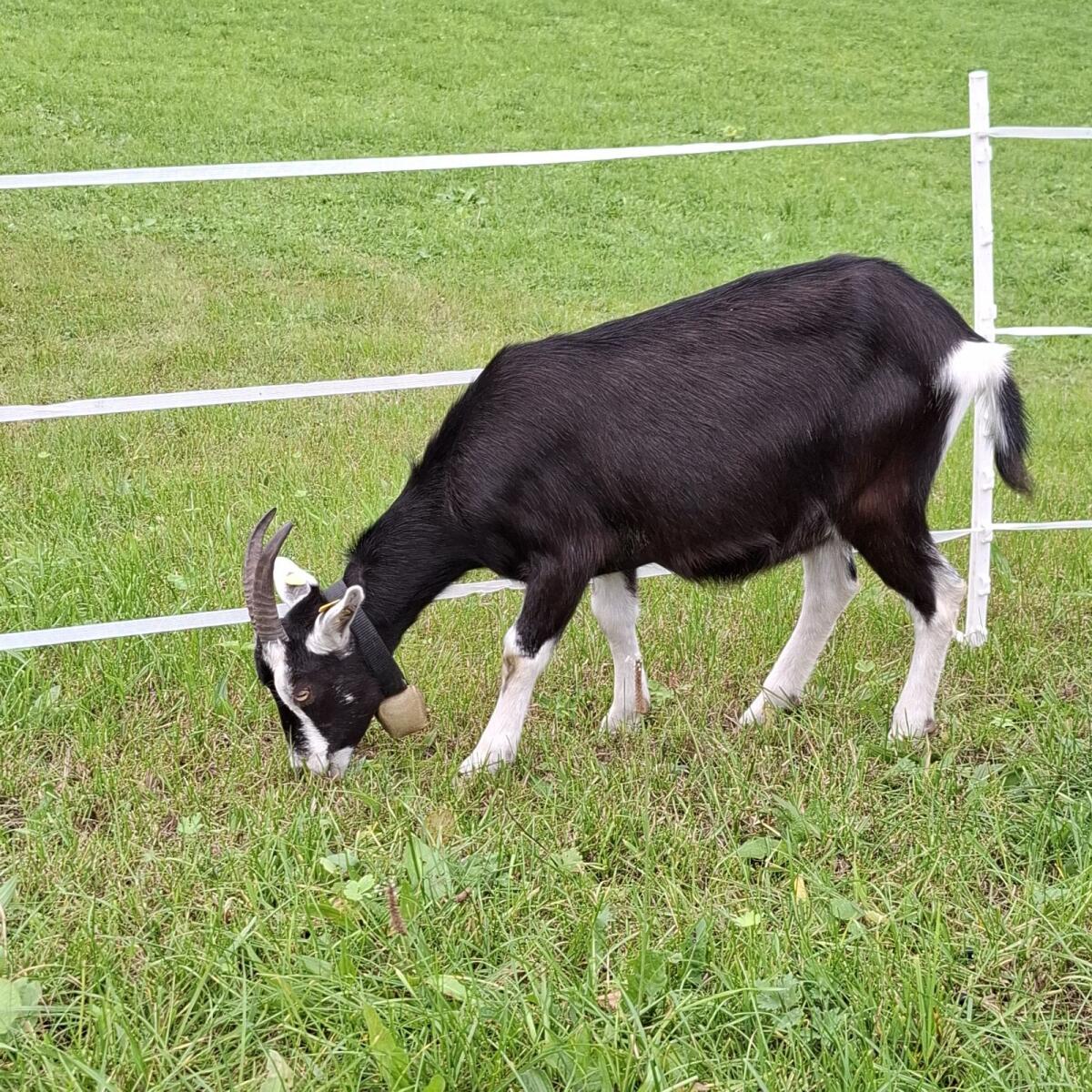 Bündner Strahlenziegen 3
