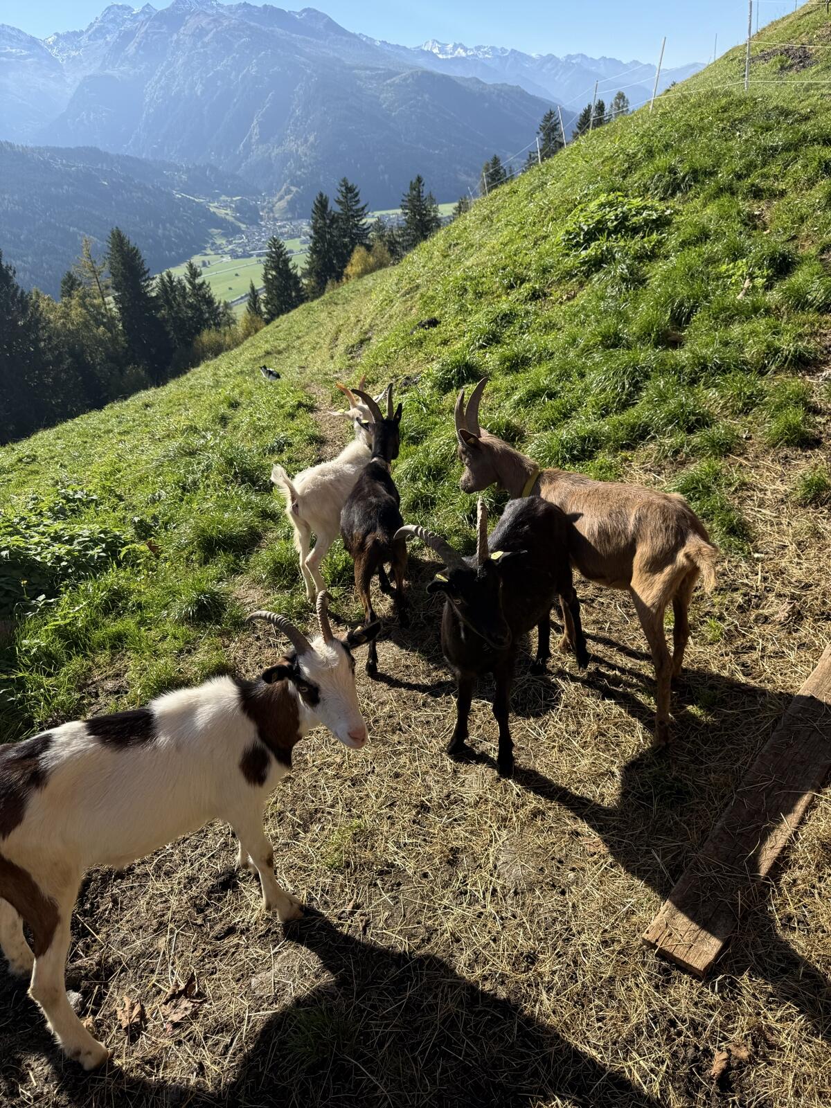 Aosta Ziege 2