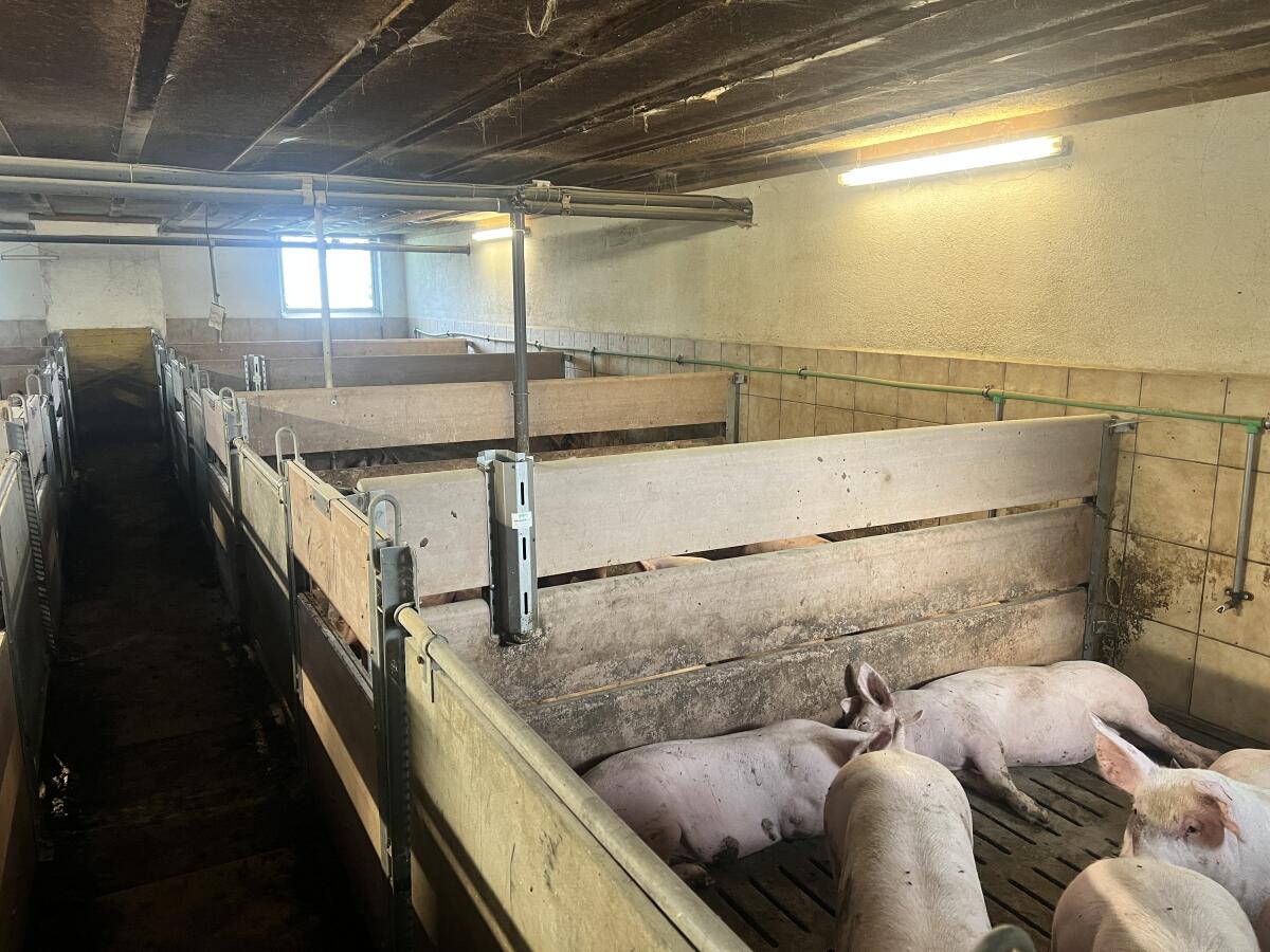 Aufstallung für Schweine 2