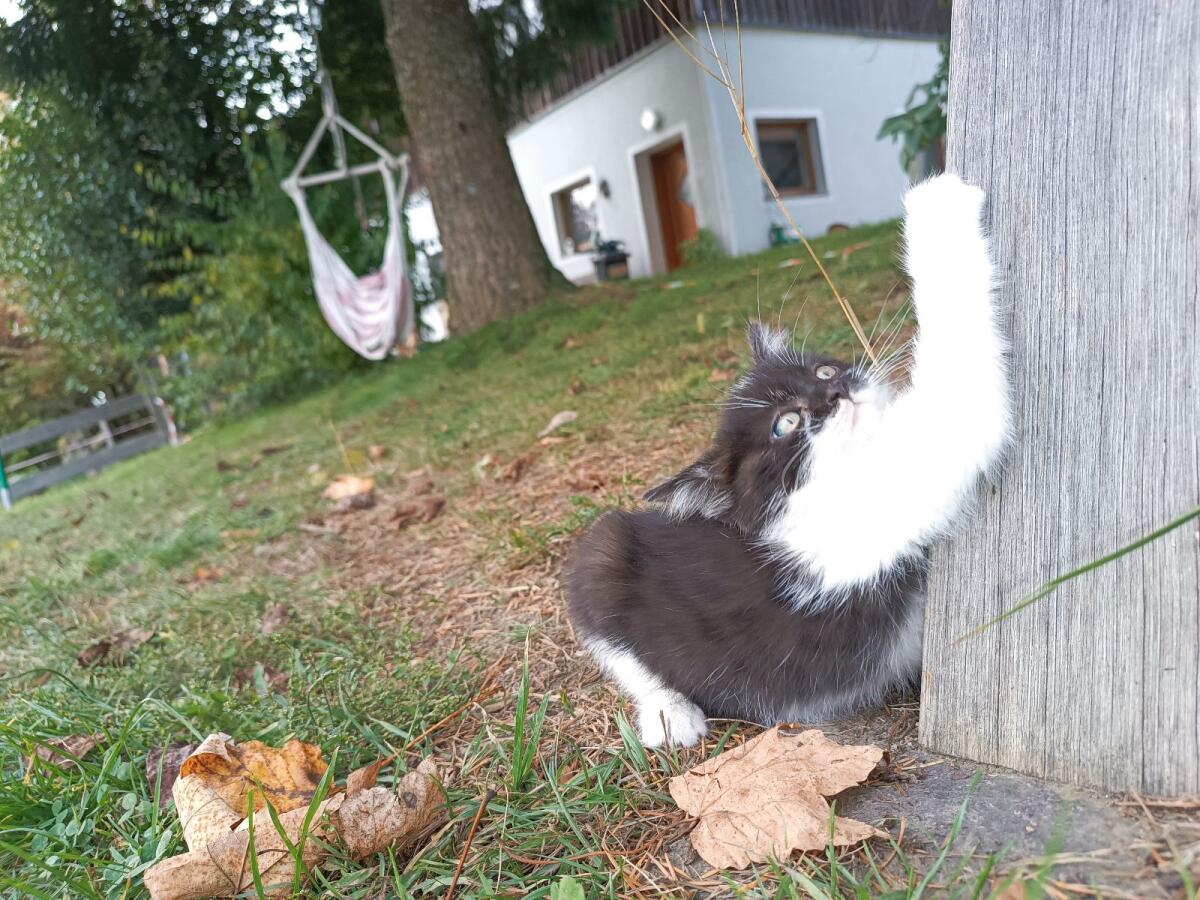 Kleine Katzen 3