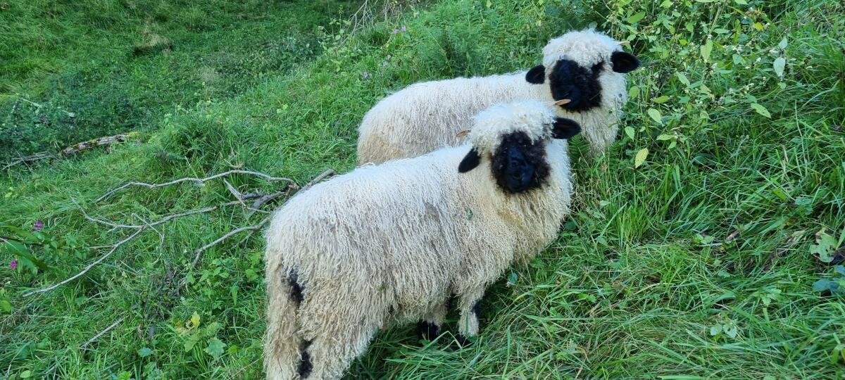 Walliser weiblich 1