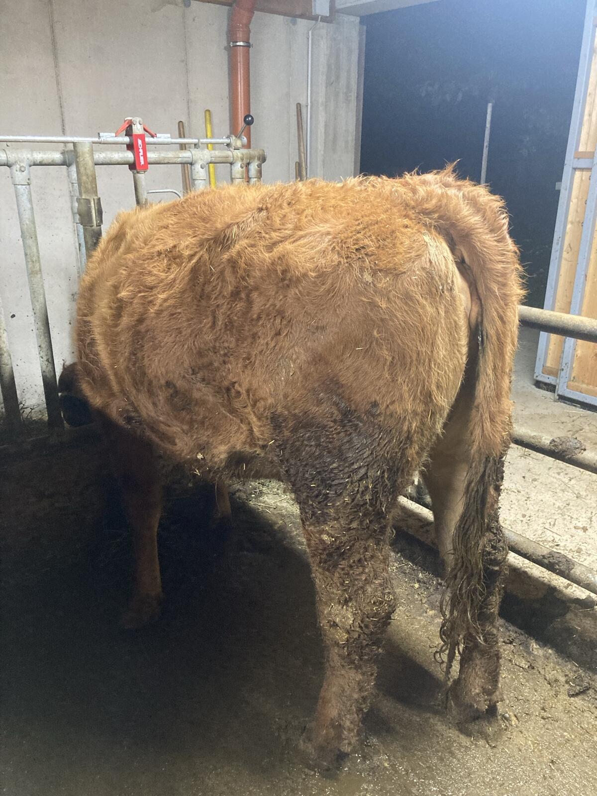 Bio Fleckvieh/Limousin Rind trächtig 3