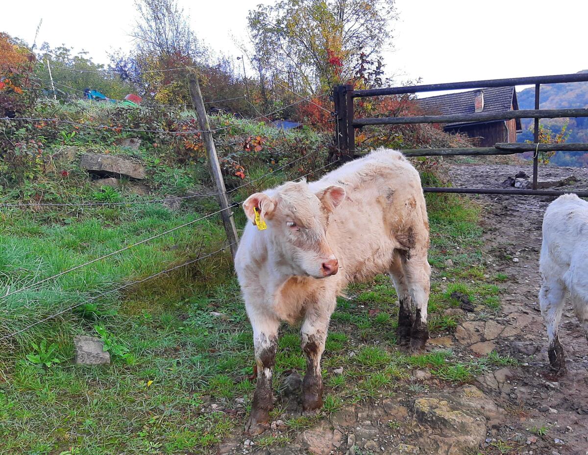 CHAROLAIS Fresser Einsteller 2