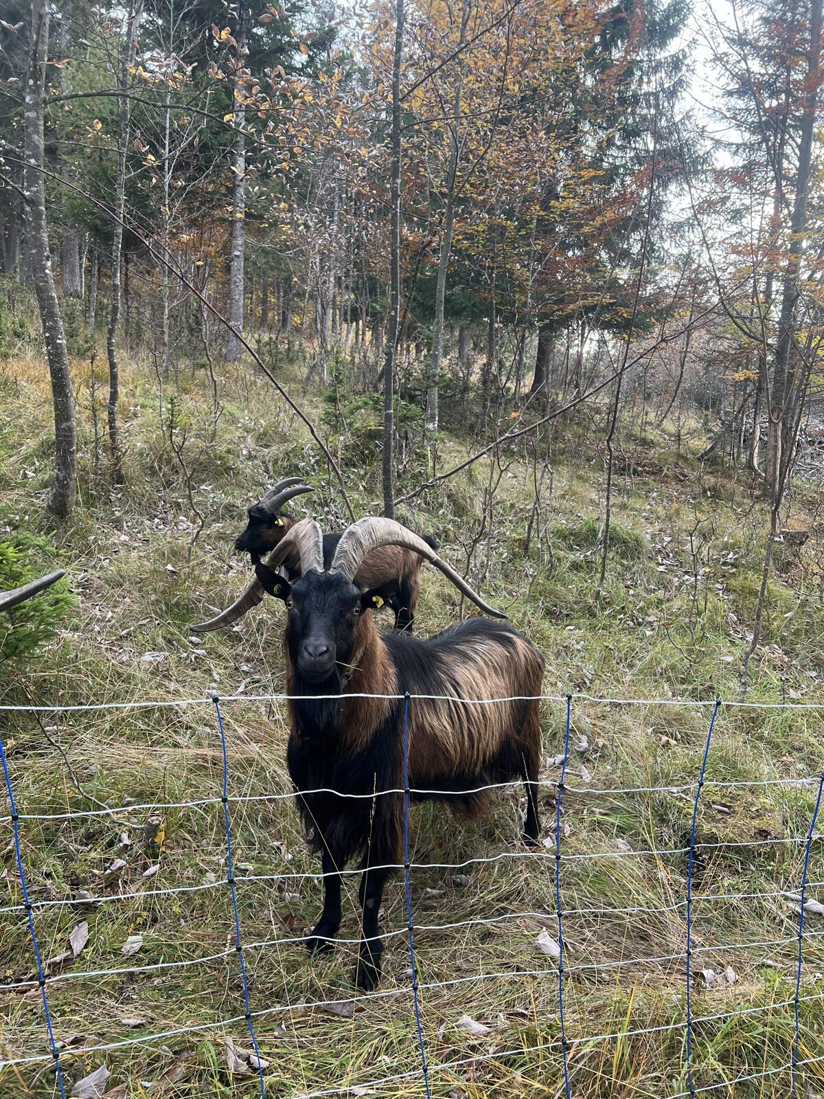 Ziegenbock 5j. HB Wertklasse 1 zu verkaufen 2