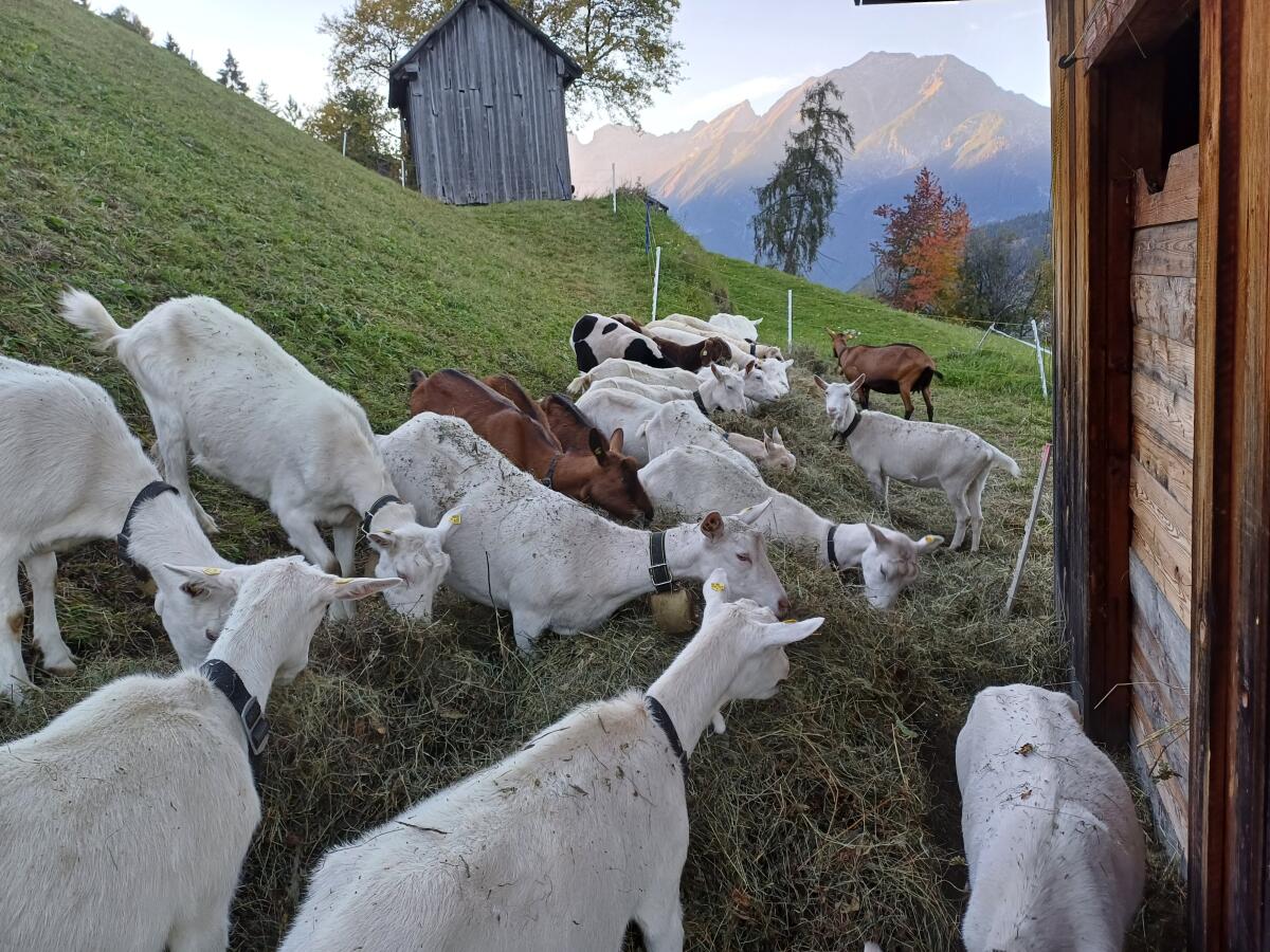 HB GGZ Ziegen und HB Saanen Ziegen 1