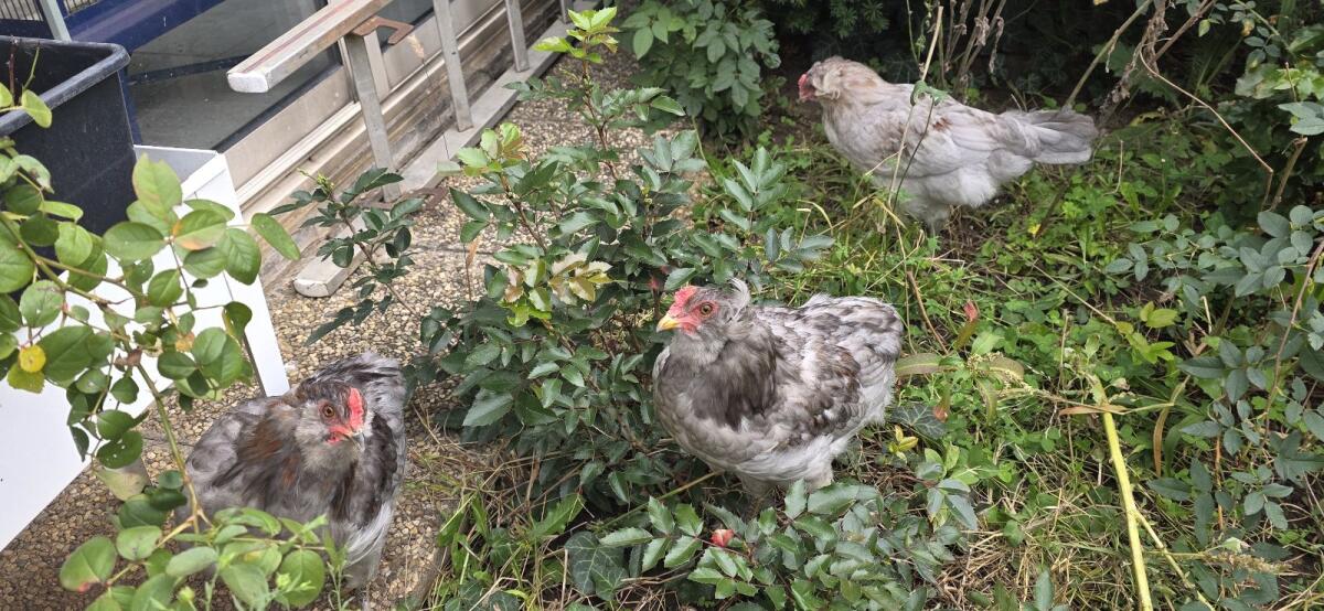 2 Araucana-Marans-Mixe Junghähne 3