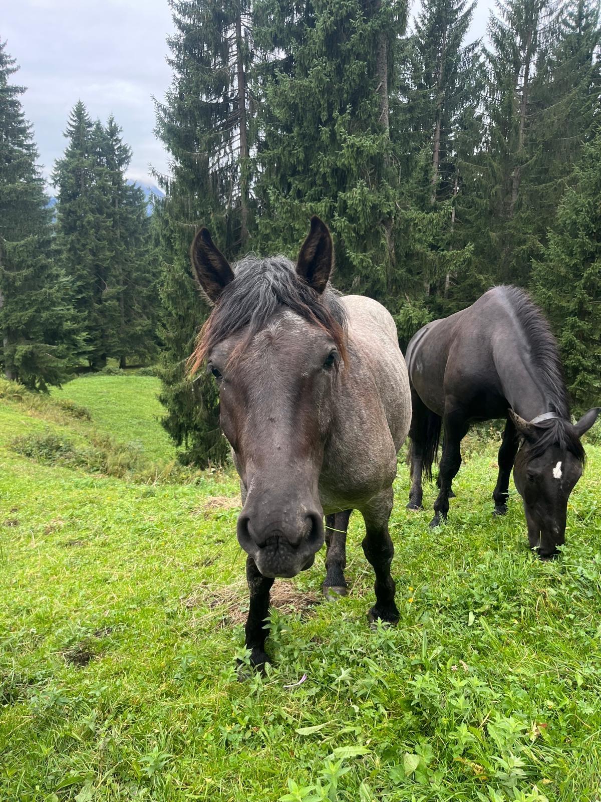 Noriker Jährling 3