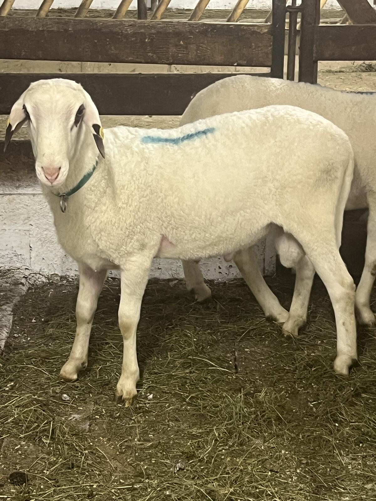 KB. Jungwidder 2a, Bio 3