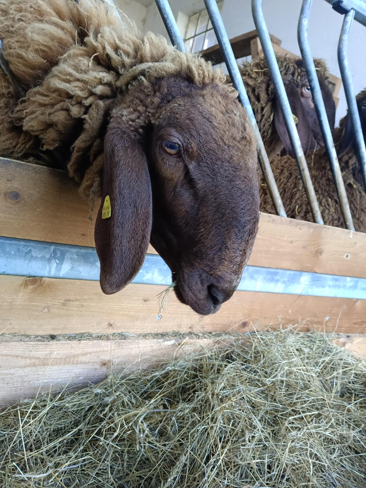 Brauner Bergschaf Widder 3