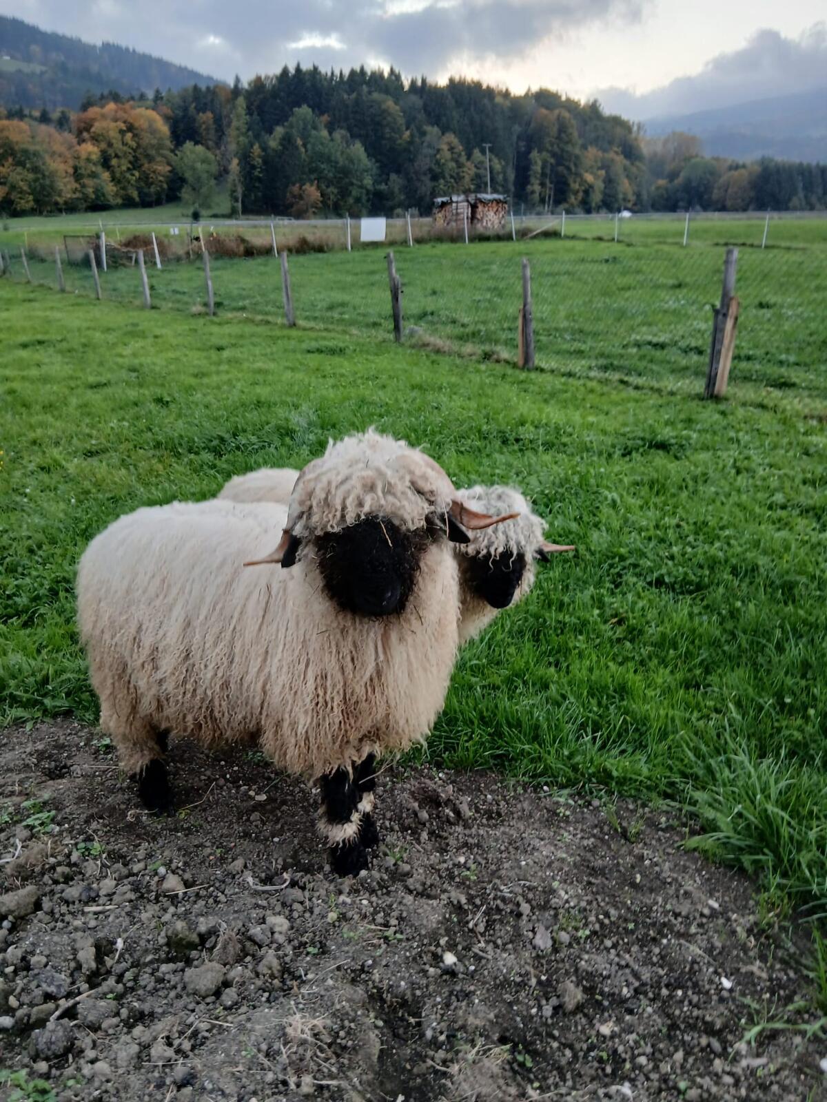 Walliser Jungbock 1