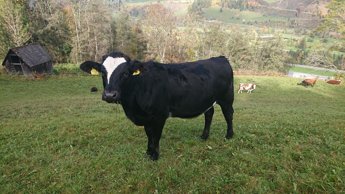 Verkaufe 4 Einsteller, m, w 3