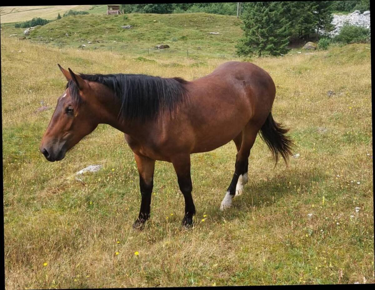 Odessa - Jährlings-Norikerstute 3