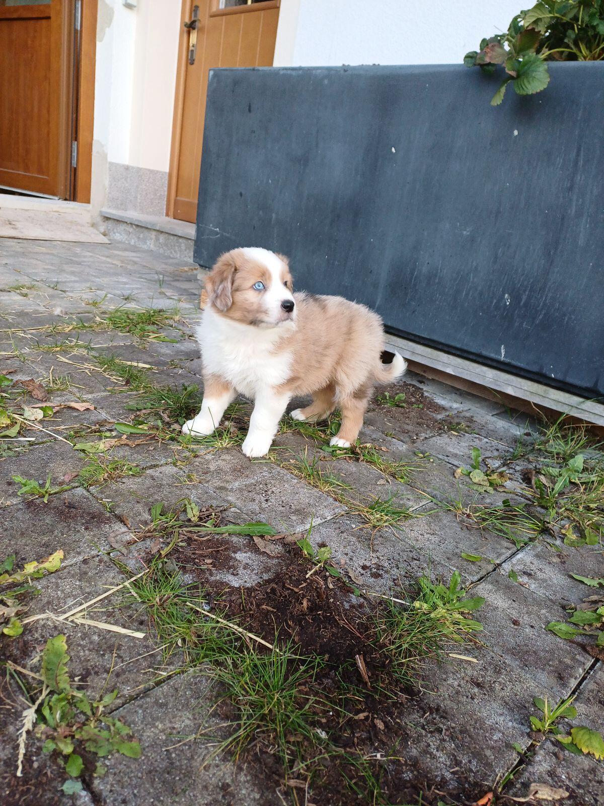 Border Collie Australian Shepherd Welpen 3