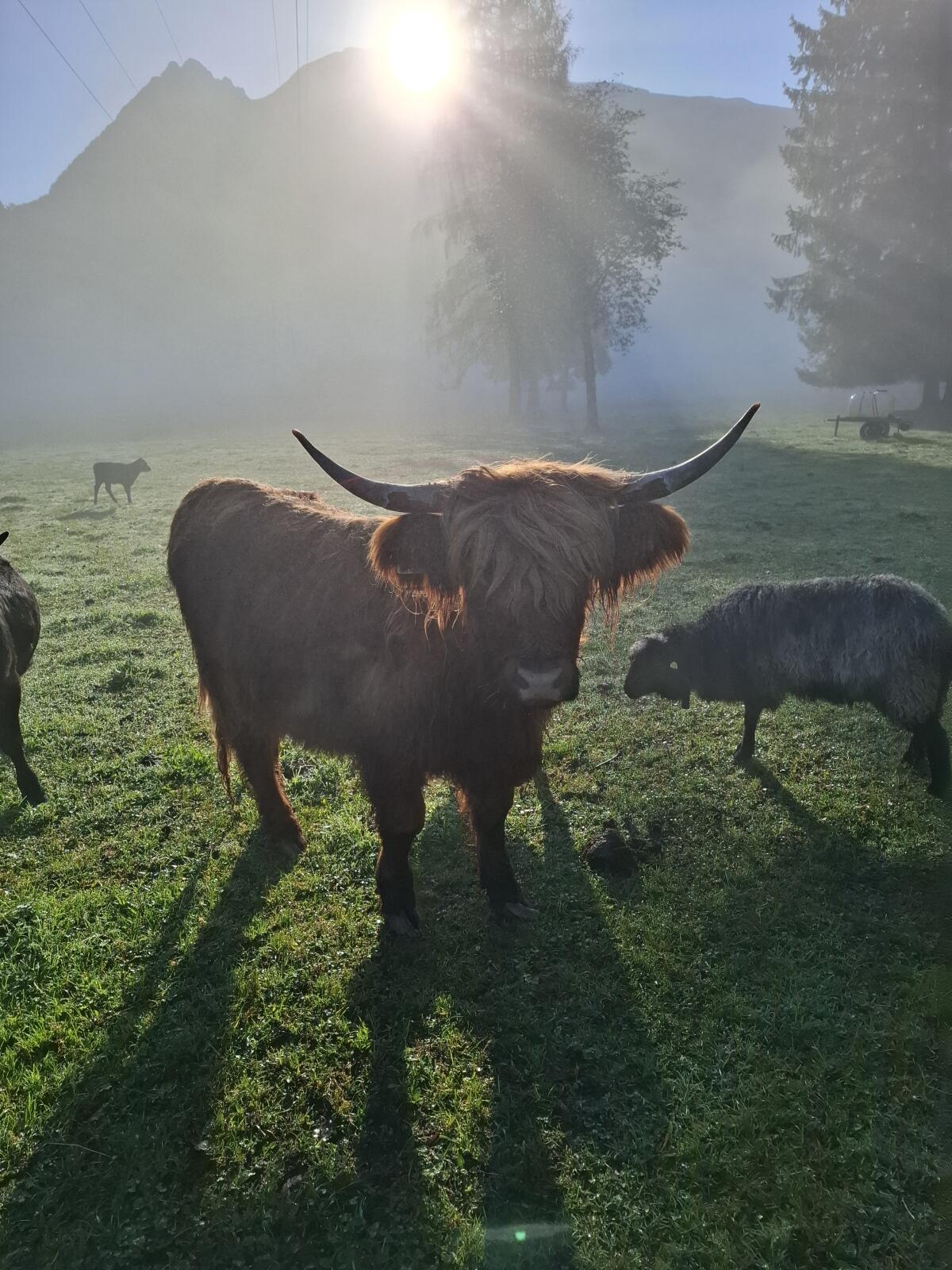 Hochlandrind Kalbin trächtig 2