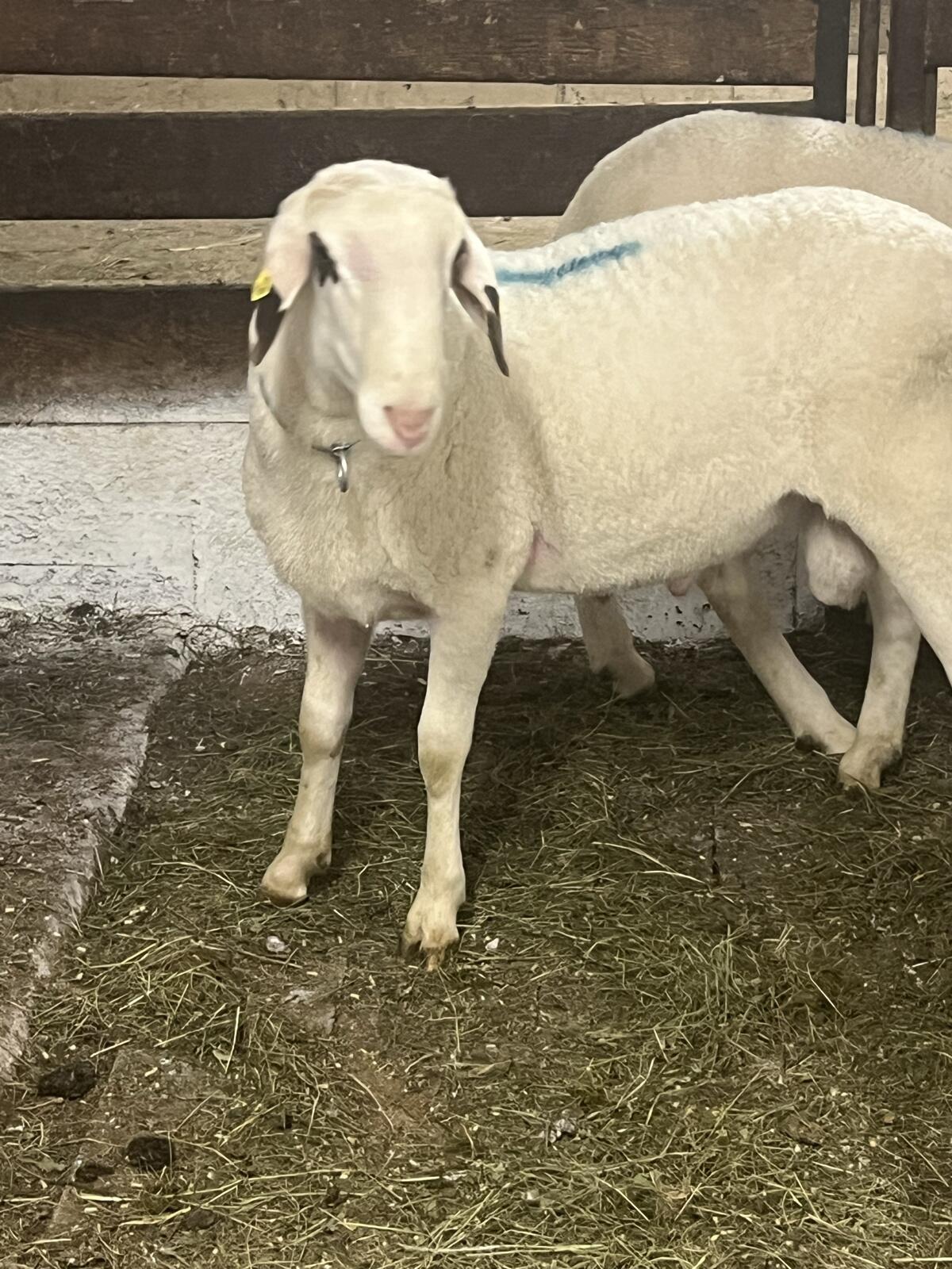 KB. Jungwidder 2a, Bio 3