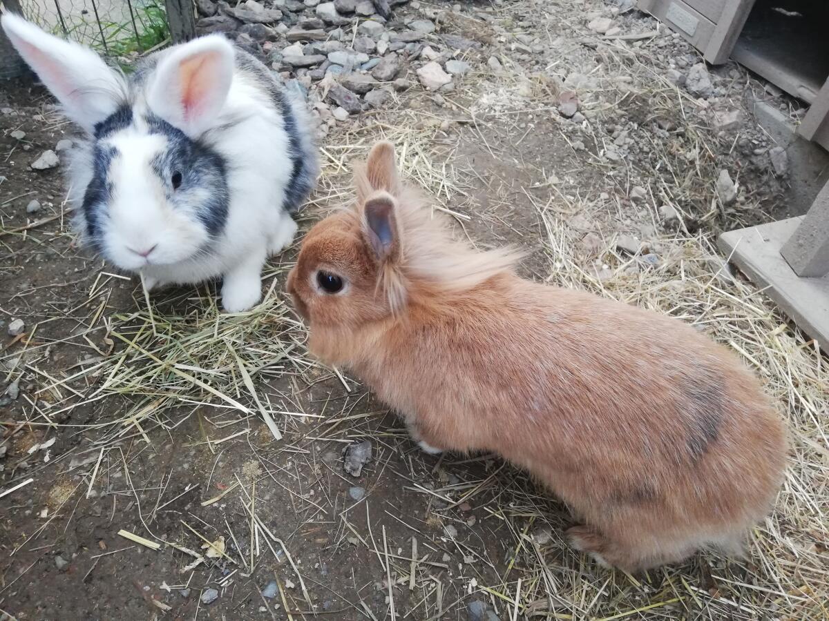 Zwei Zwergkaninchen suchen ein neues Zuhause 3