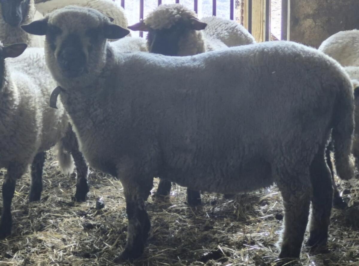 Shropshire-Widder zu verkaufen 2