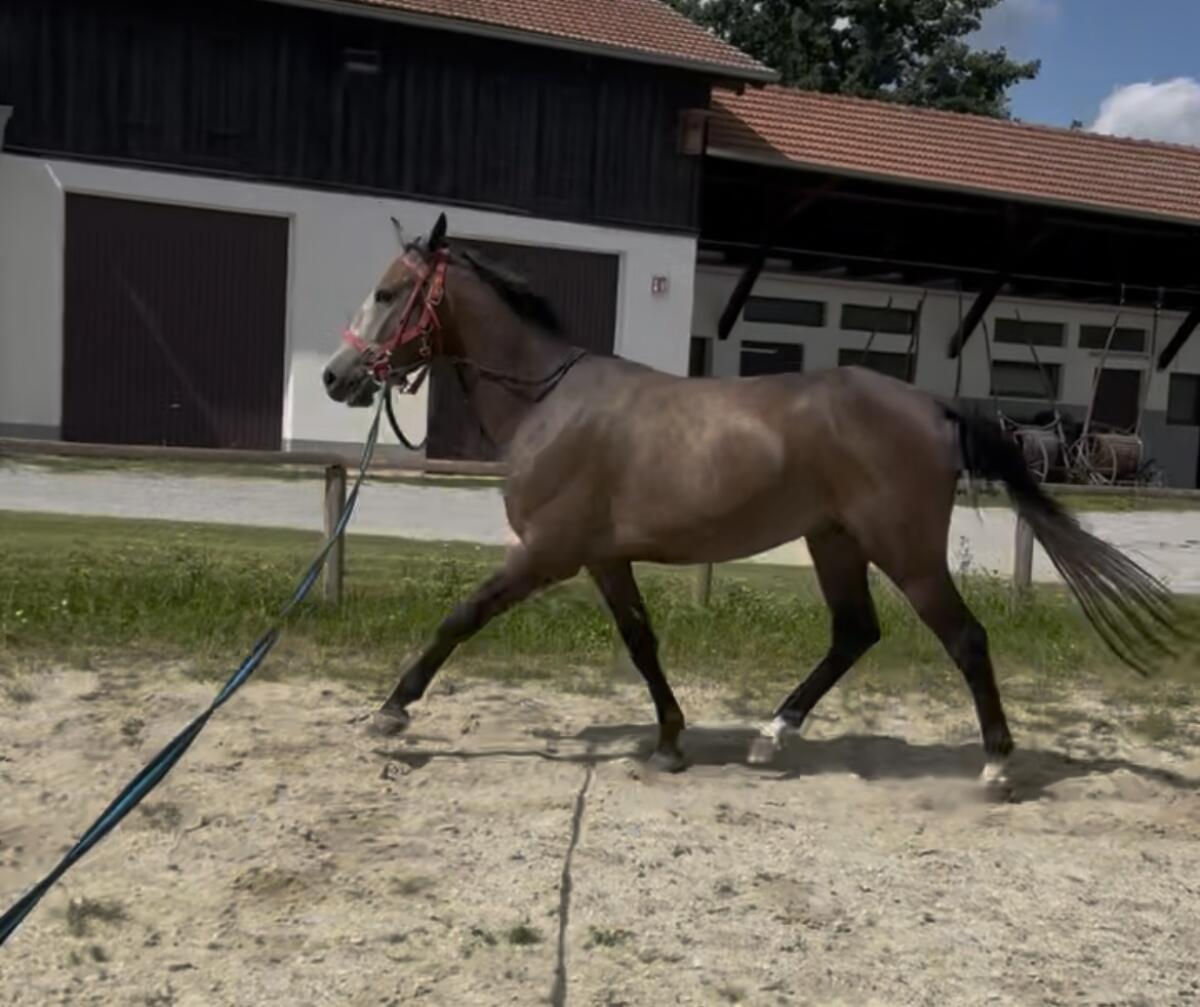 Freizeitpferd 2