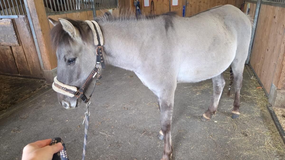 Konik 130 cm 4 J 1