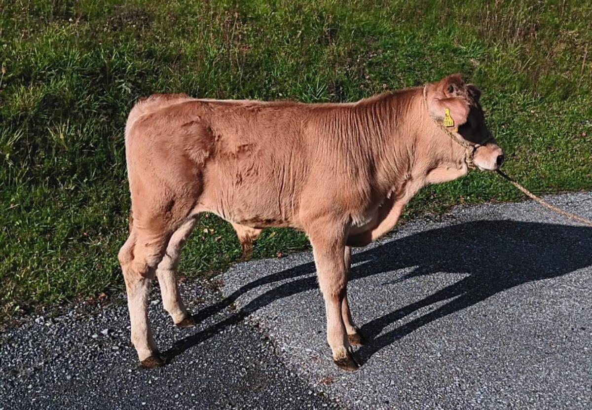 Murbodner Jungstiere 3
