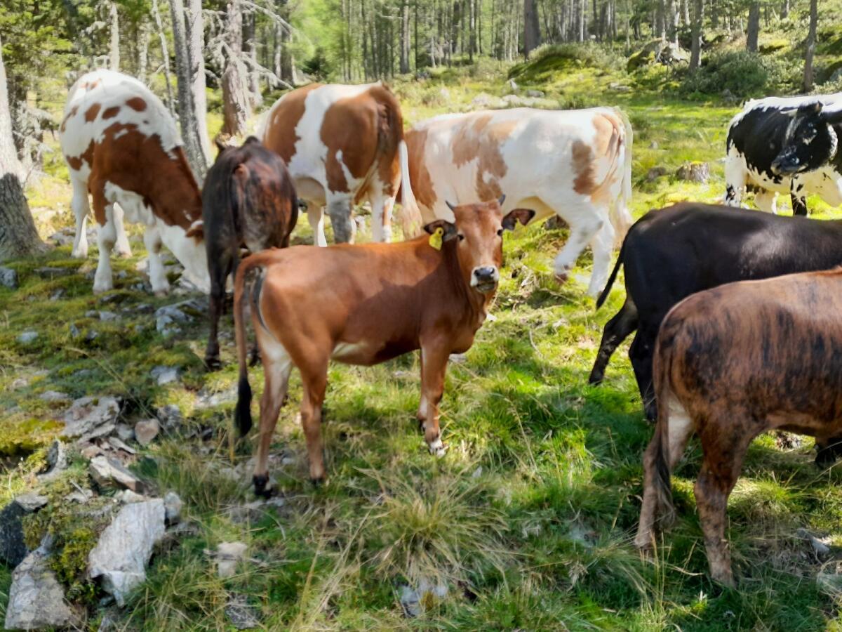 Verkaufe Bio Zwergzebu Kalbinnen 3