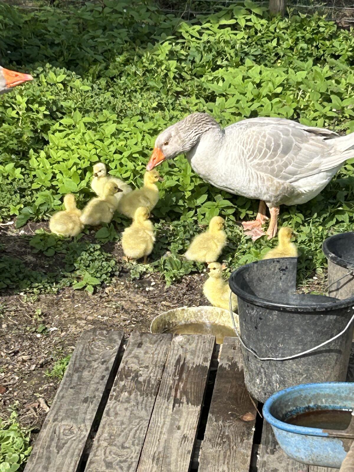 Fränkische Landgänse 3