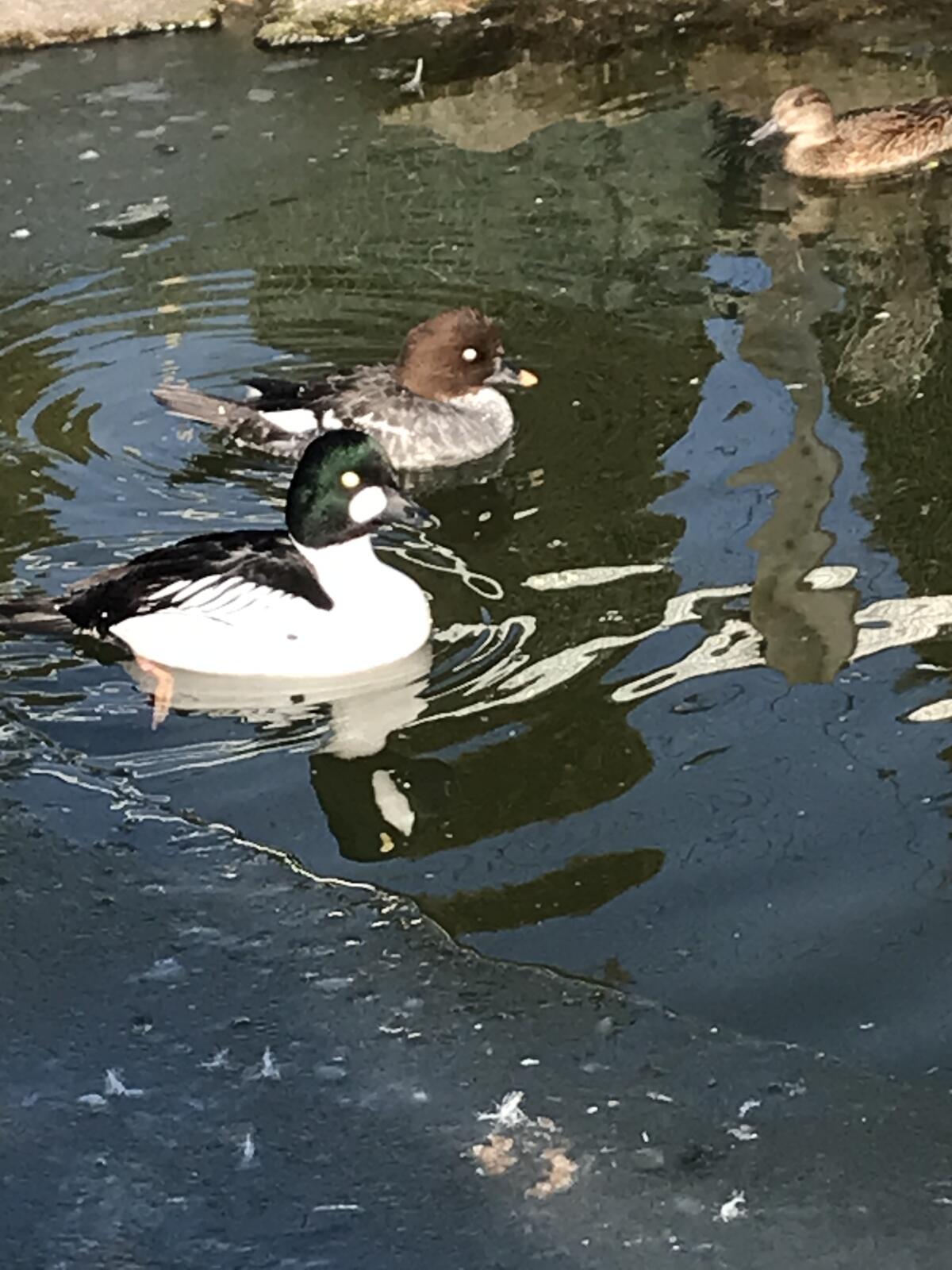 Wasserziergeflügel - Zierenten - Schwäne - Gänse - Säger 2