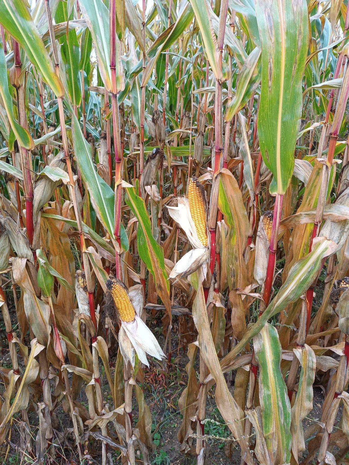 Bio-Mais ab Feld 2