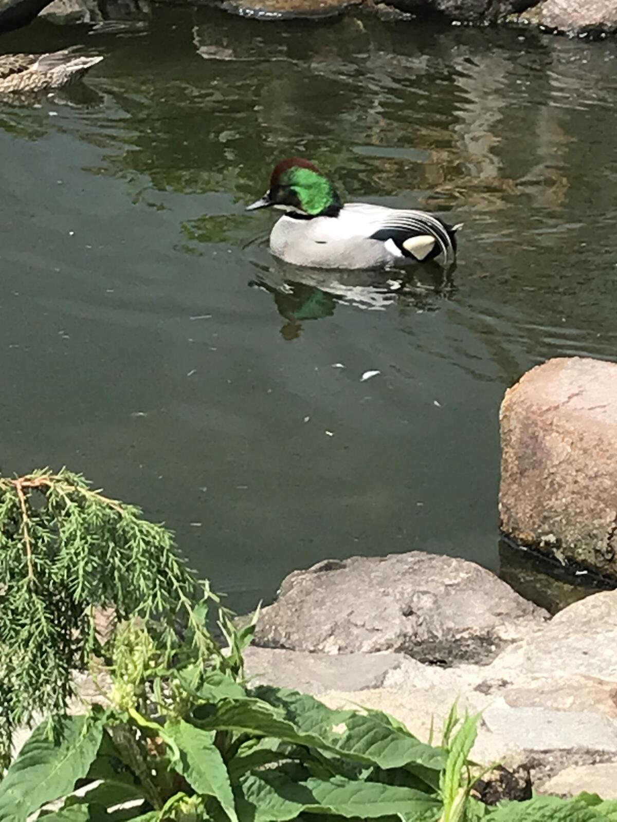 Wasserziergeflügel - Zierenten - Schwäne - Gänse - Säger 3