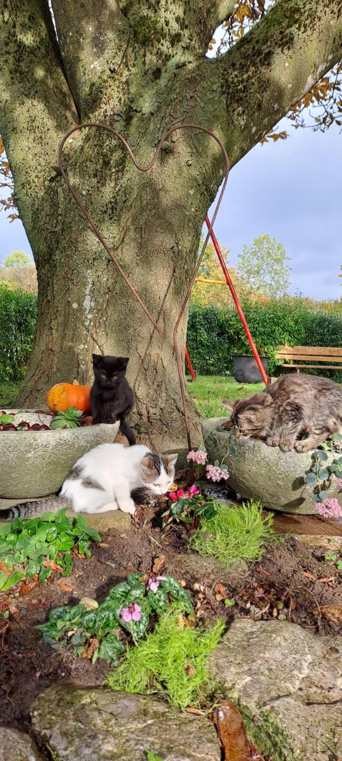 Kleine Katze 3
