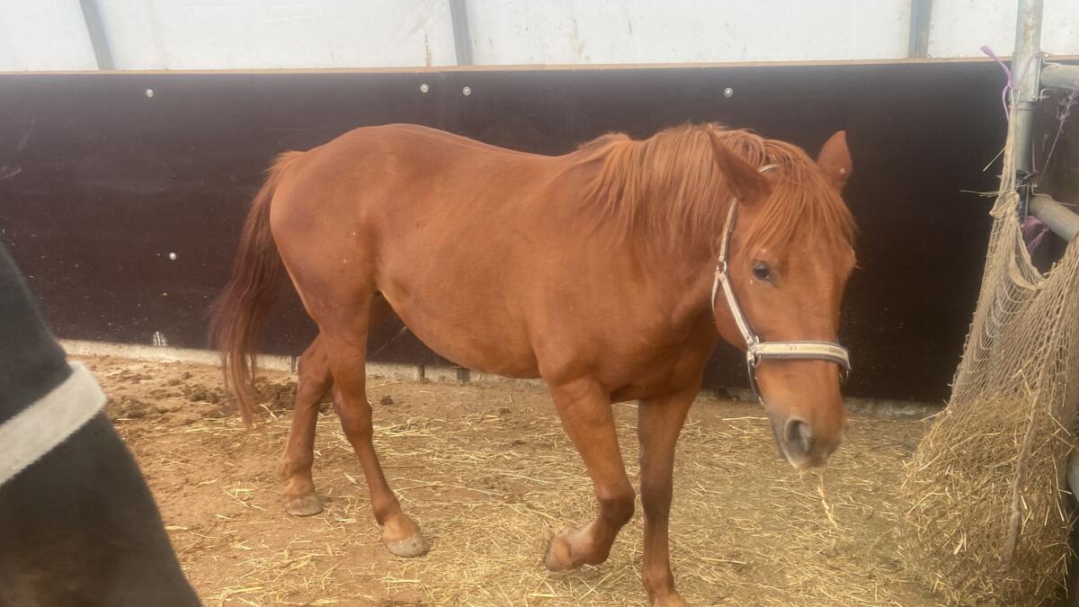 Sabrina, liebe Huzulenstute sucht neuen Wirkungskreis 1