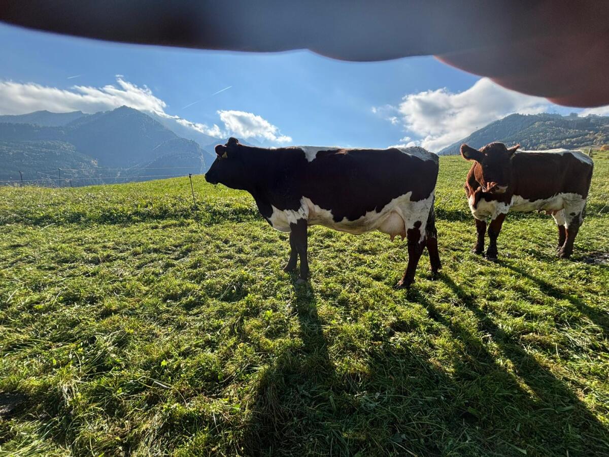 Verkaufe Bio Pi x RF Kuh 3