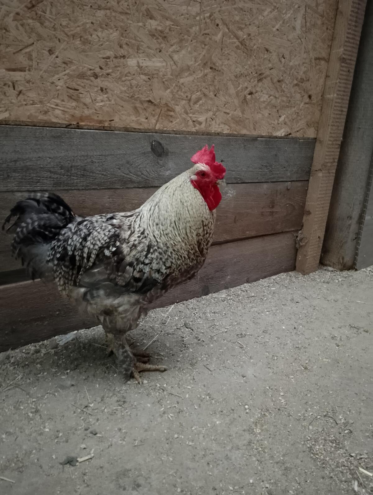 Hahn zu vergeben 1