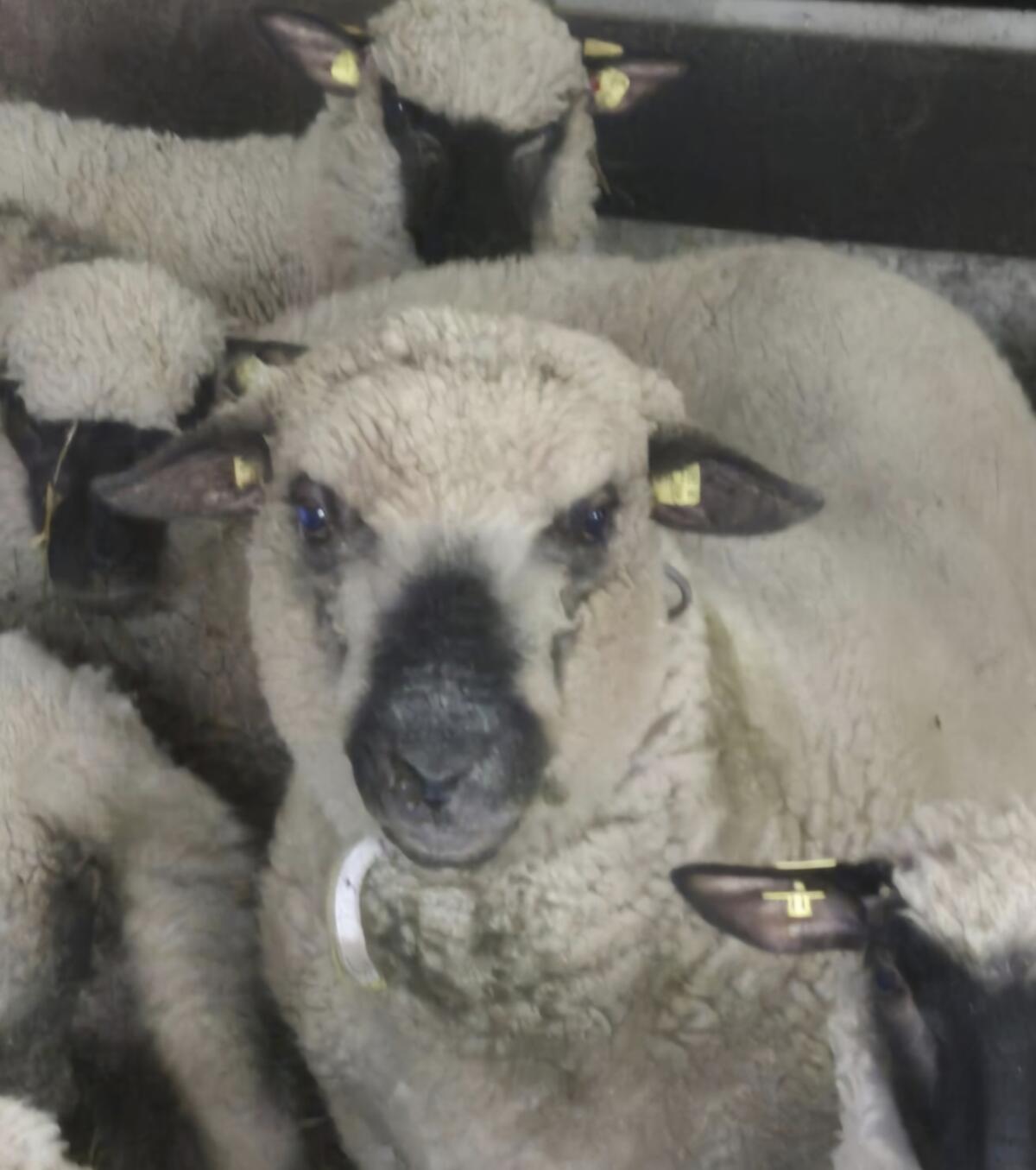 Shropshire-Widder zu verkaufen 3