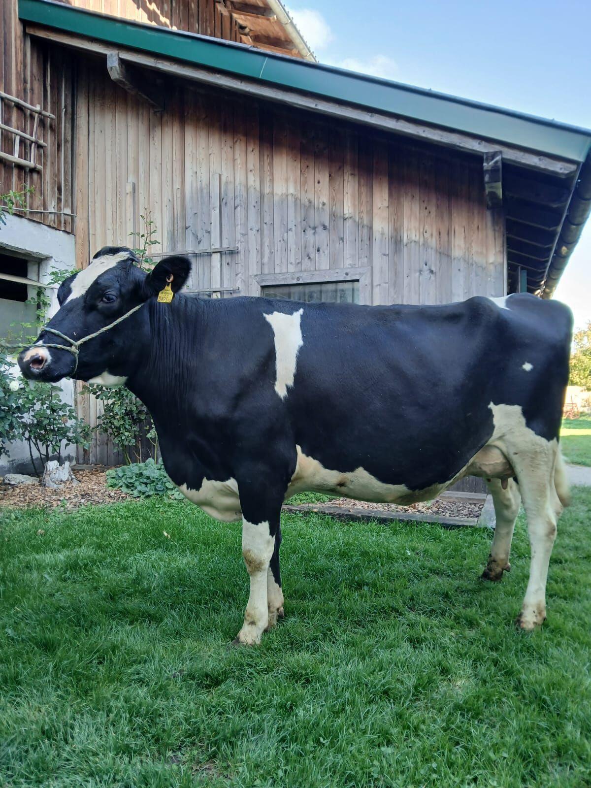 Holstein Jungkuh 3