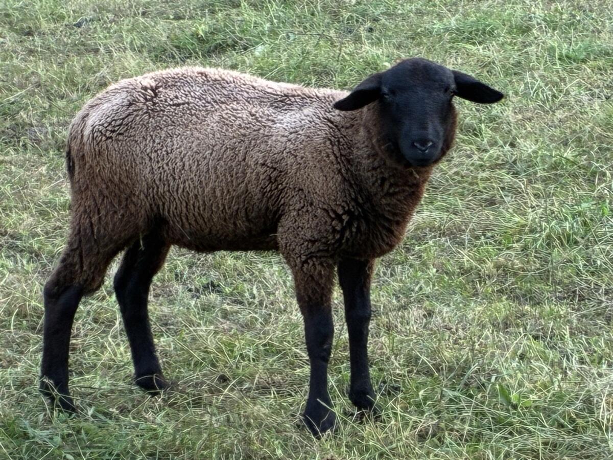 Jura Widder Lamm, reinrassig, zur Zucht 2