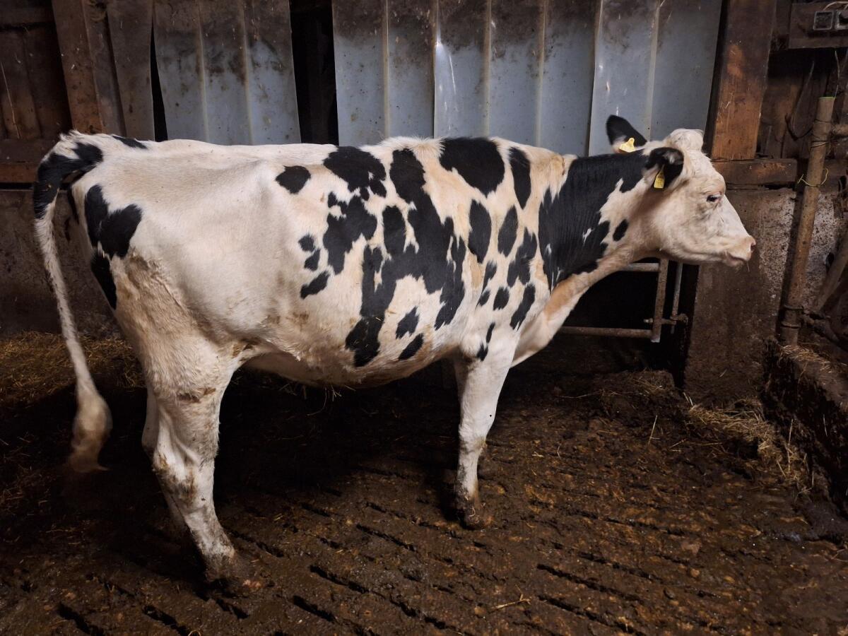 Hochträchtige Bio HF Kalbin 1