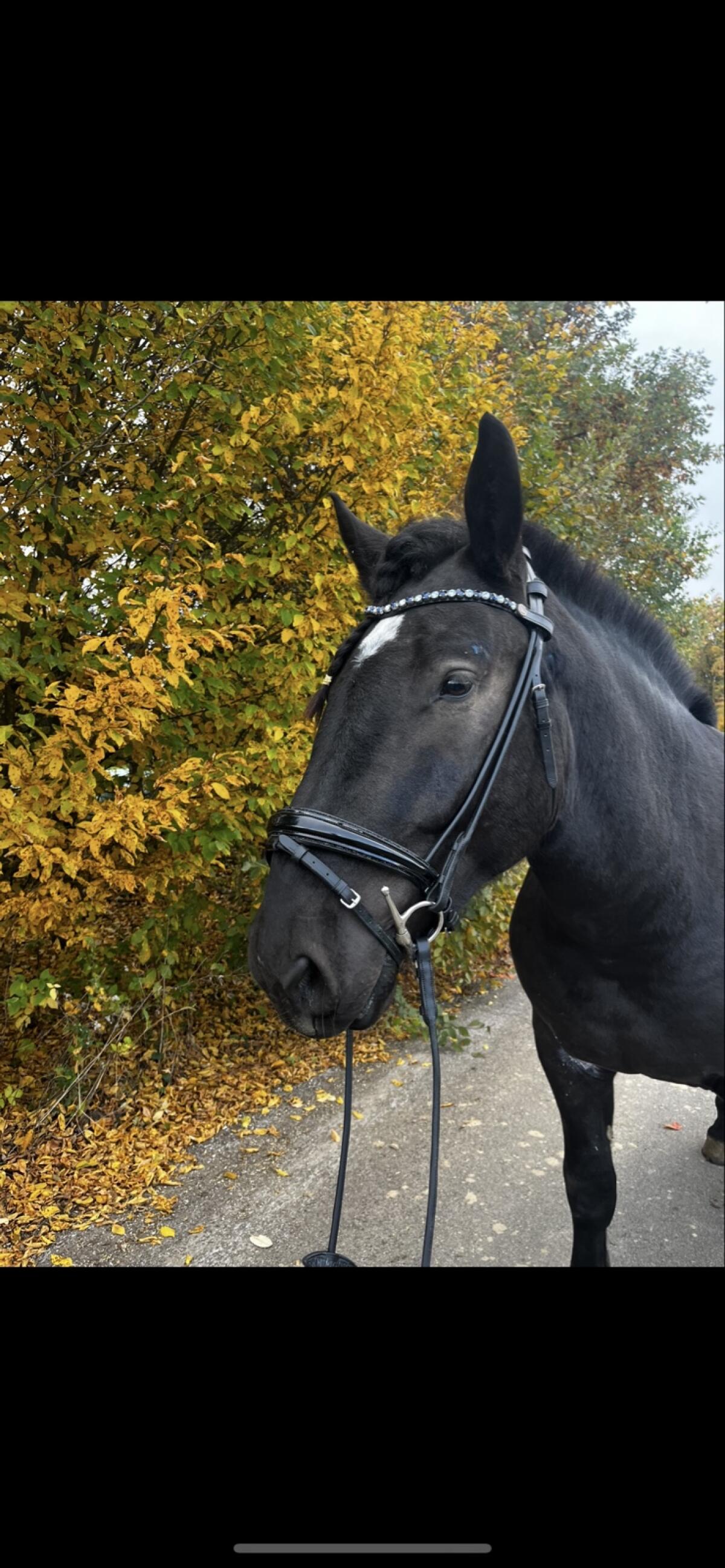 Pflegebeteiligung für Noriker Wallach Pablo gesucht 3