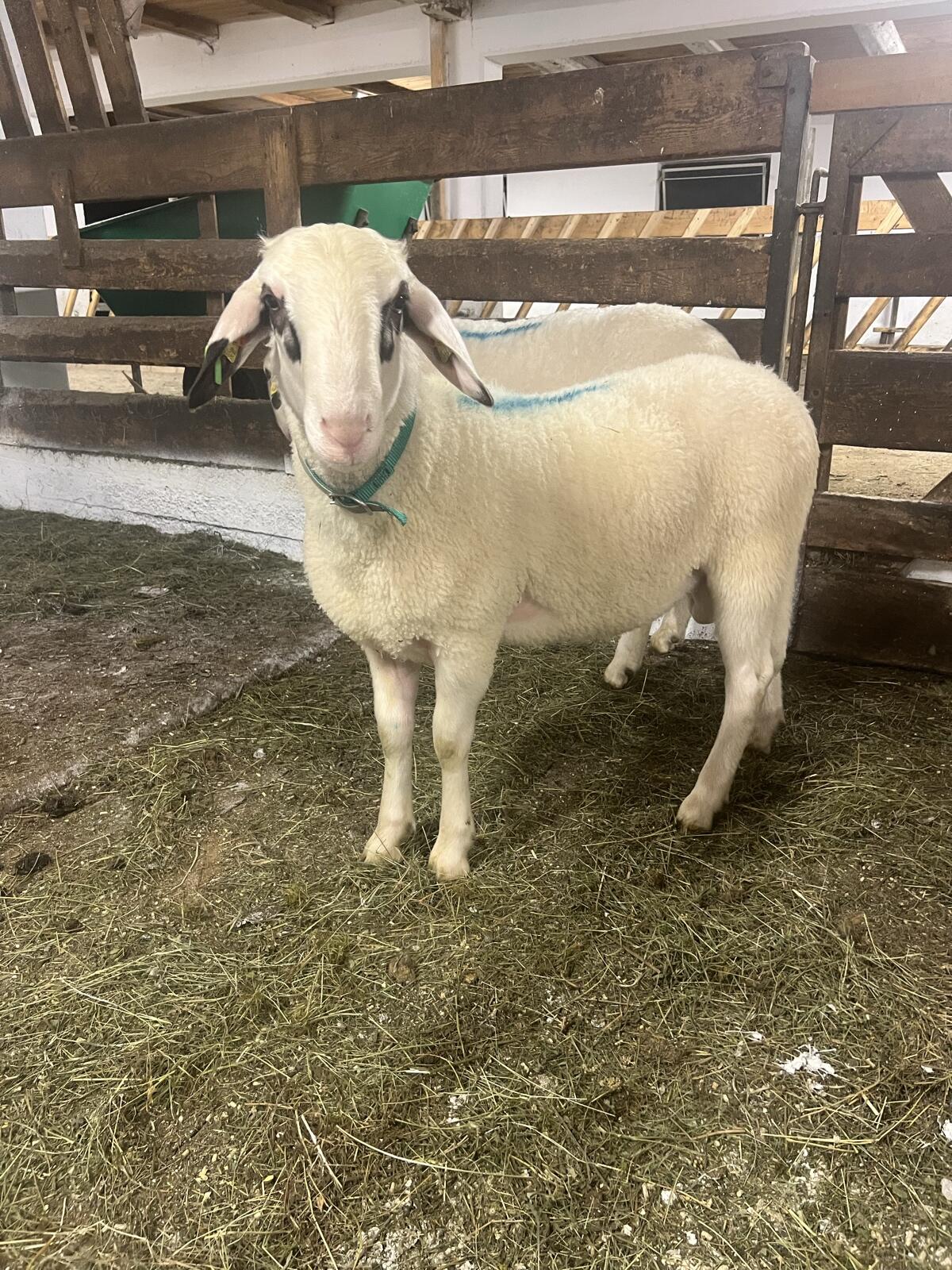 KB Jungwidder 2a, F Linie, BTV 3,4/8 geimpft 2