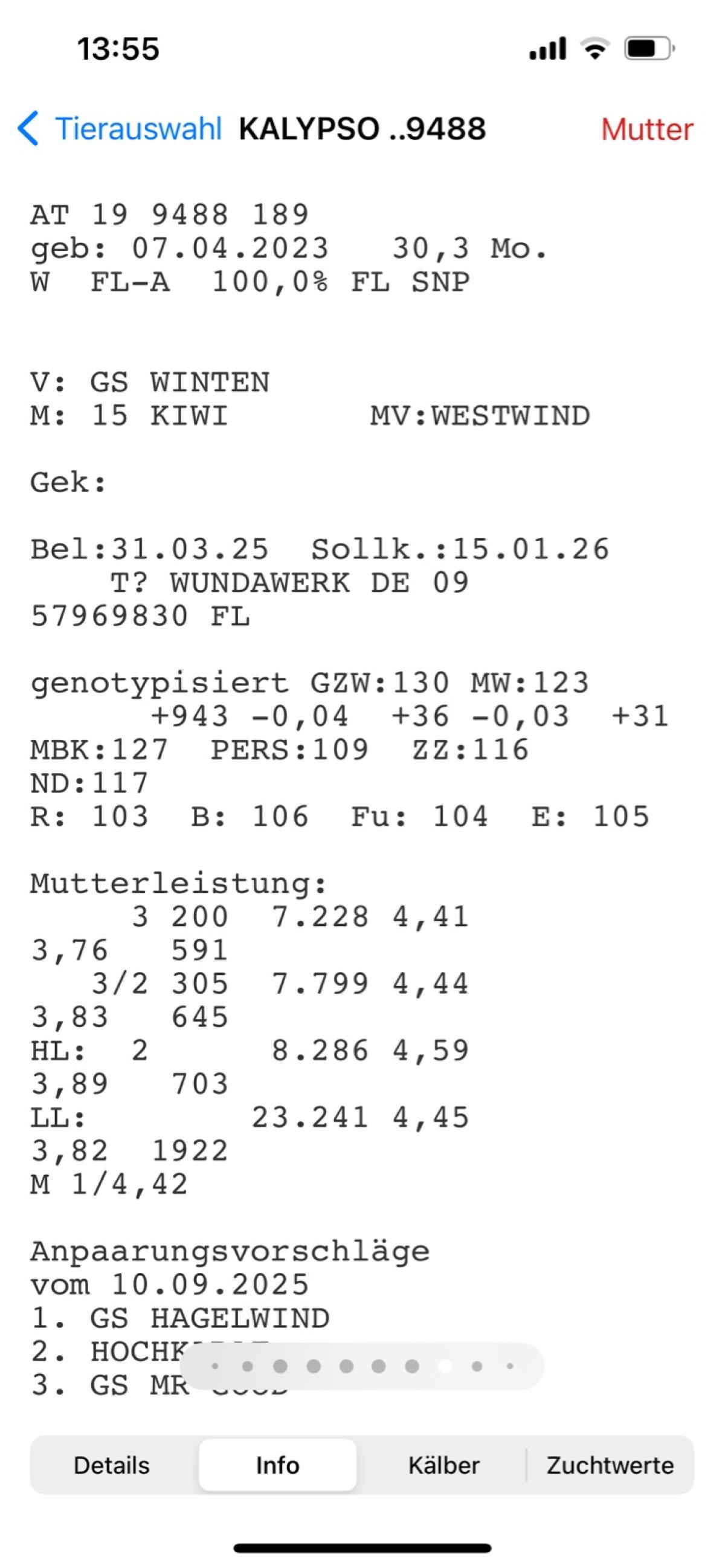 Hochträchtige Fleckviehkalbinnen 2