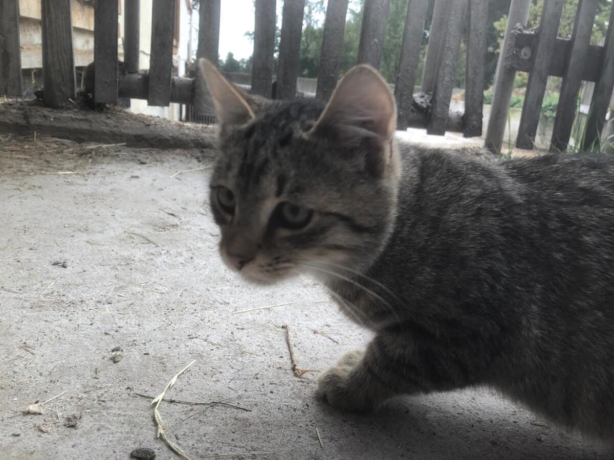 Katzenkinder 3