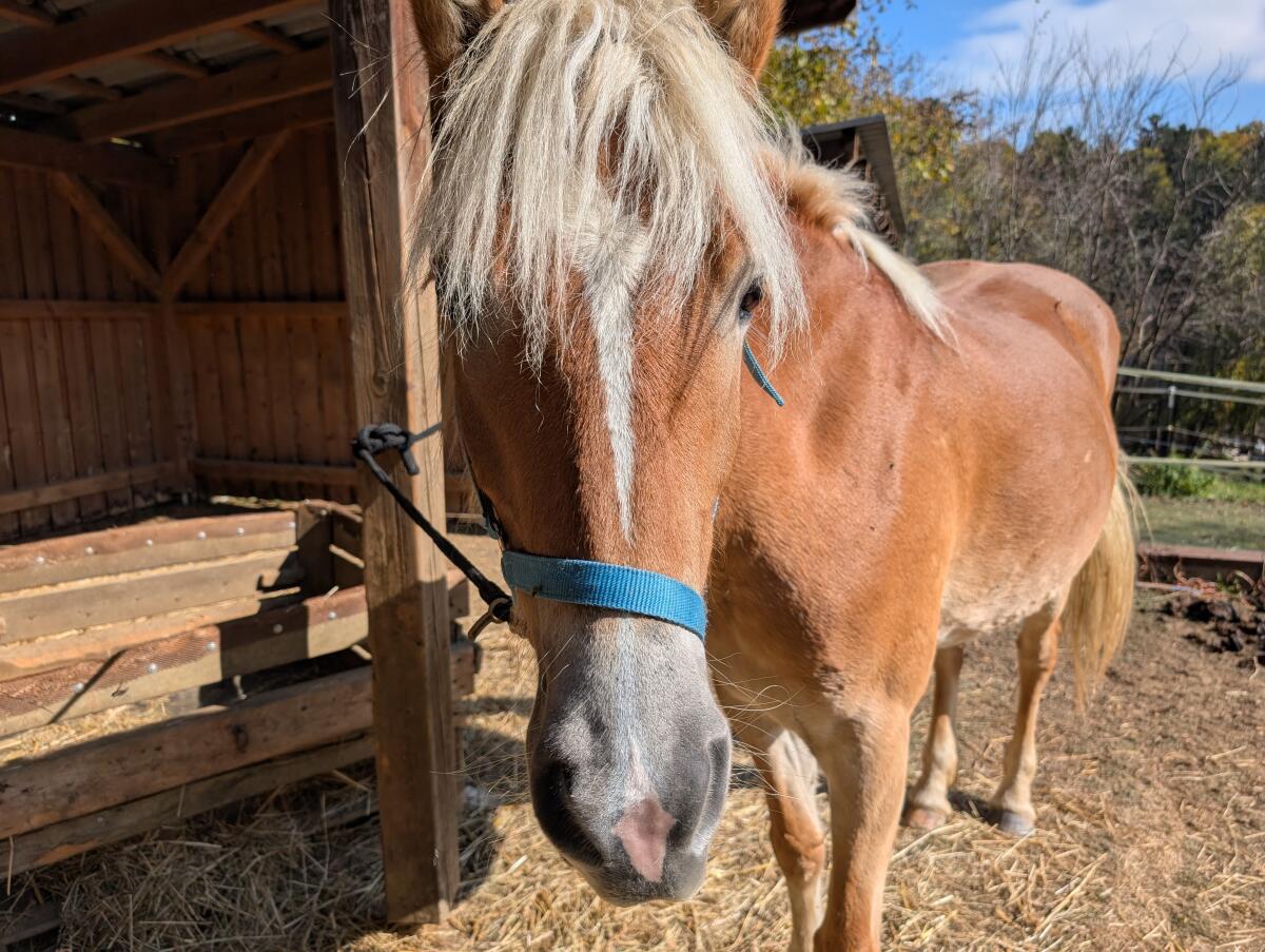 Wunderschöne Haflinger Stute, 4,5 Jahre alt, 155 cm 3