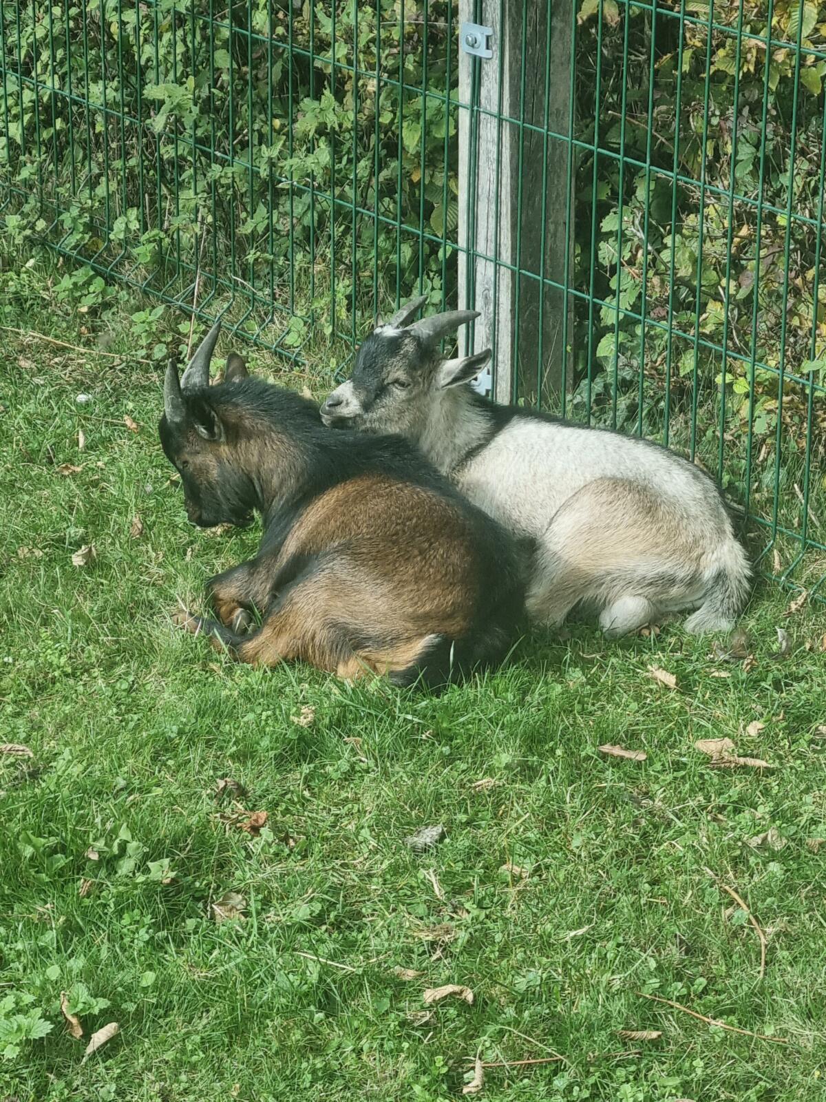 Kinderlieber Zwergziegenbock - handzahm 3
