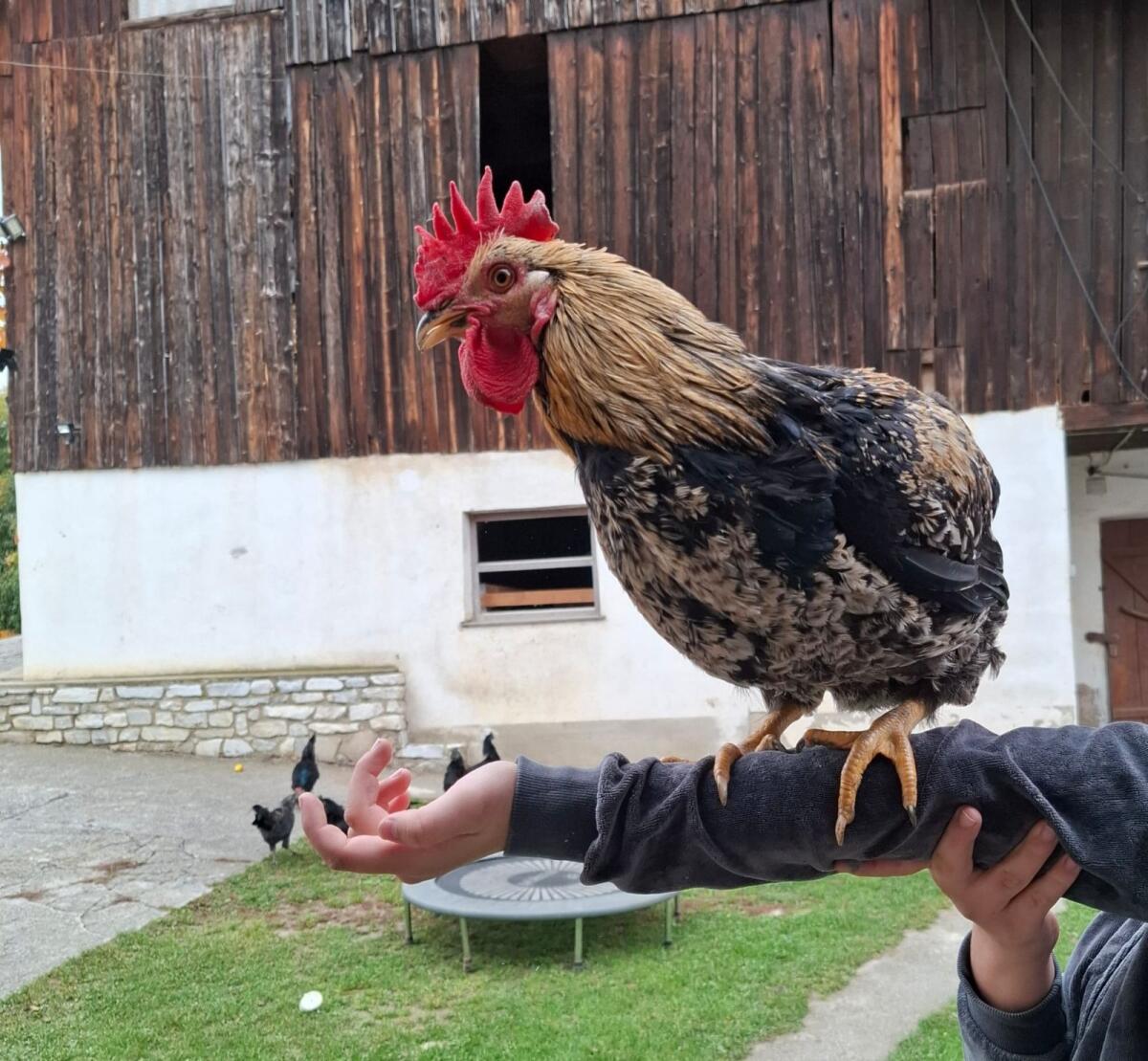 Ayam Cemani 2